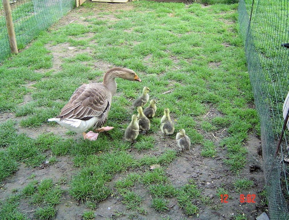 Aux Plumes De Grigy Bed and Breakfast Metz Exterior foto
